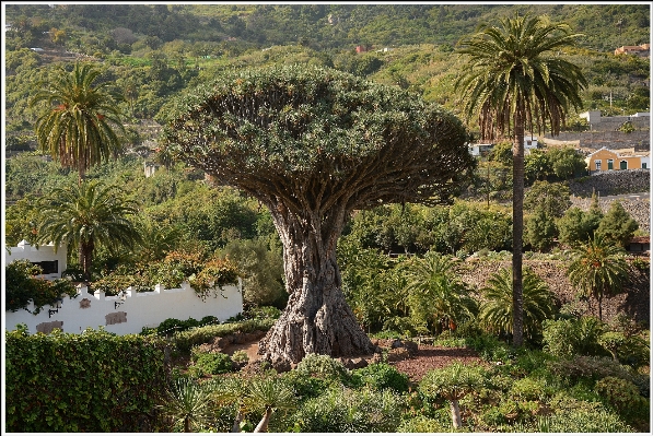 木 植物 花 密林 写真