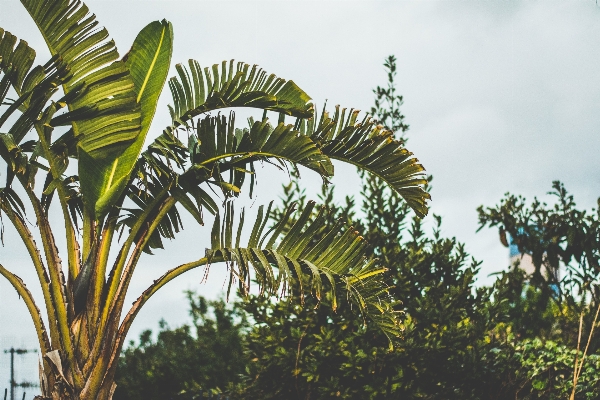 Tree branch plant leaf Photo