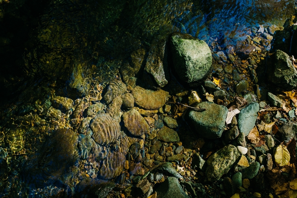 Tree nature forest rock