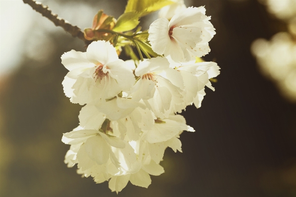 Branch blossom plant white Photo