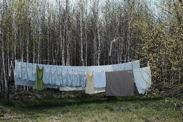 Фото дерево лес трава задний двор
