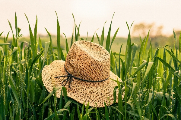 Nature grass plant field Photo