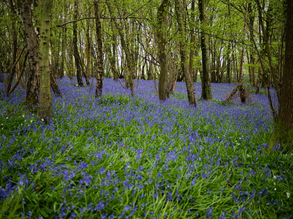 Forêt usine prairie
 fleur