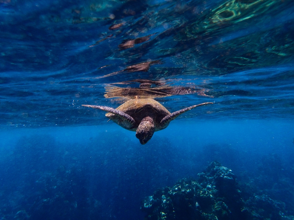 Mer océan sous-marin la biologie