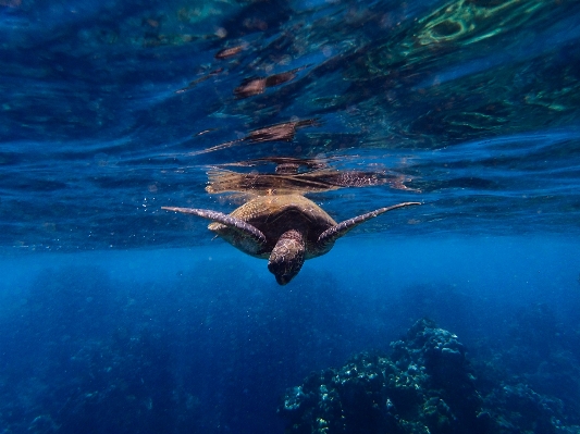 Foto Laut bawah air biologi penyu