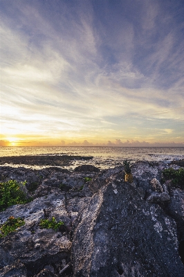 風景 海 海岸 木 写真