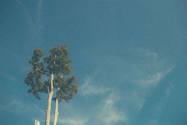 Tree nature cloud plant Photo