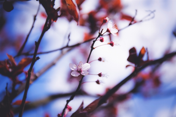 Photo Arbre nature bifurquer fleurir