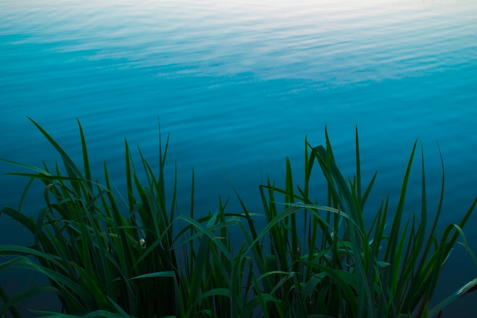 海 水 草 海洋