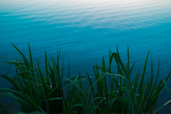 Meer wasser gras ozean Foto