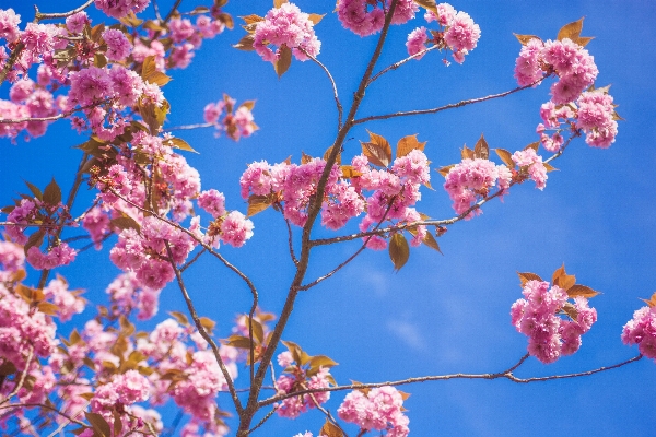 Tree branch blossom plant Photo