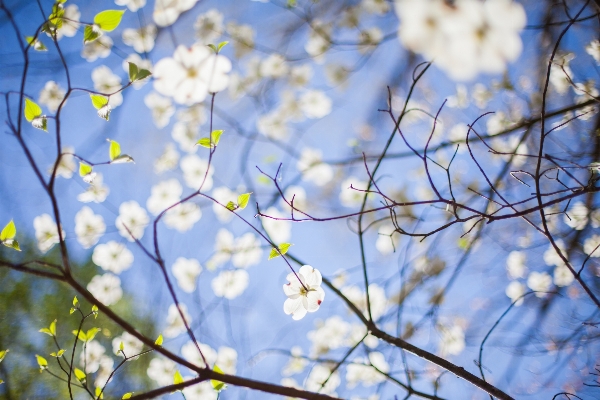 木 ブランチ 花 植物 写真