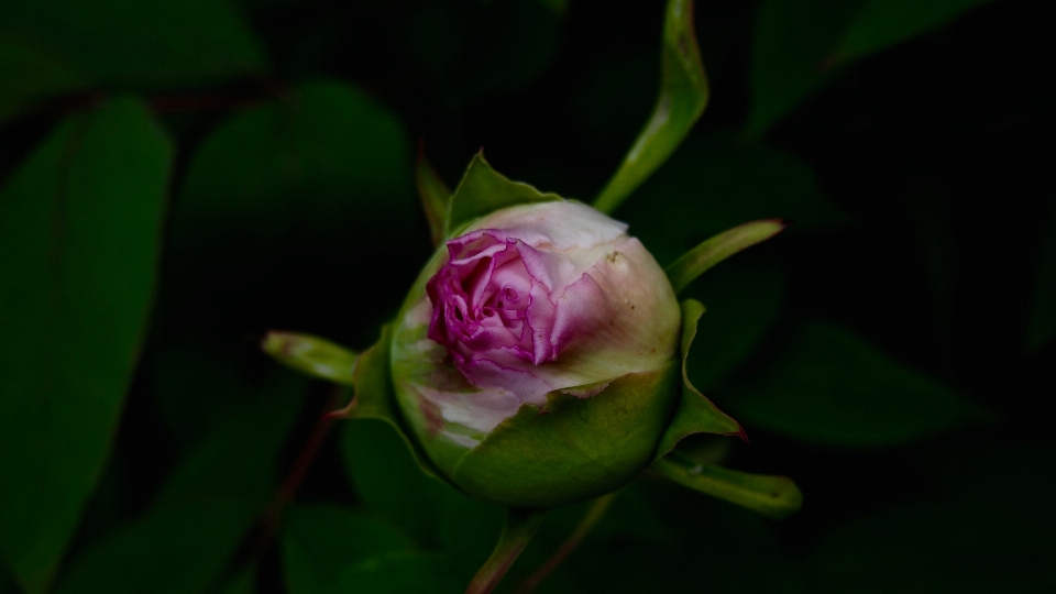 Florescer plantar fotografia folha