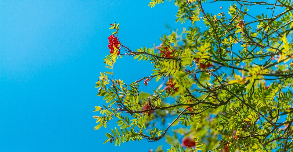 Albero ramo pianta cielo