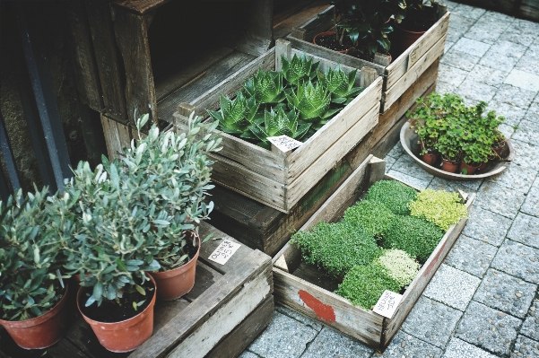 Photo Usine trottoir
 fleur pot