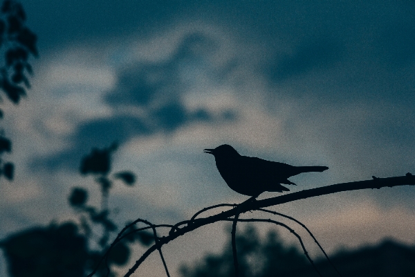 Foto Alam cabang bayangan hitam burung