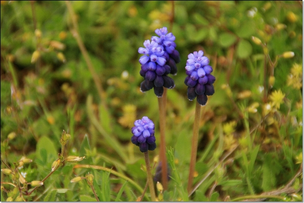 Anlage wiese
 prärie
 blume Foto