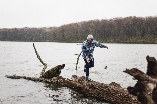 Tree forest wood lake Photo