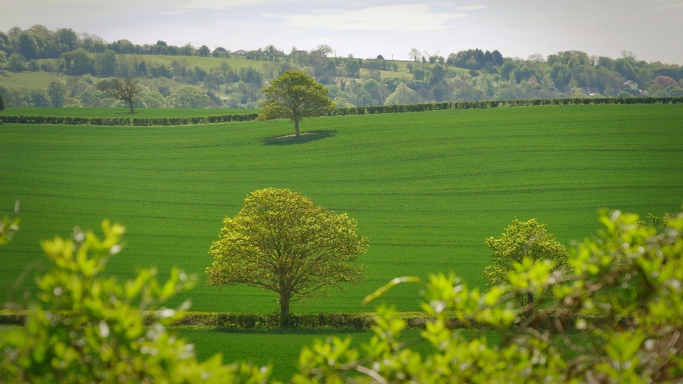 Landschaft baum natur gras