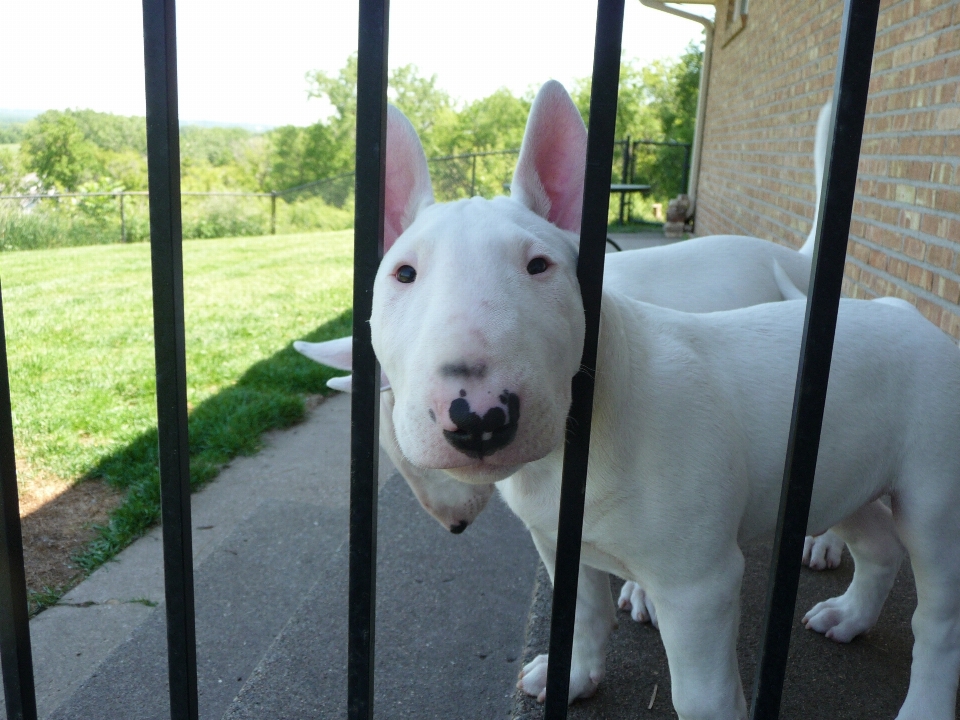 Perro mamífero buldog vertebrado
