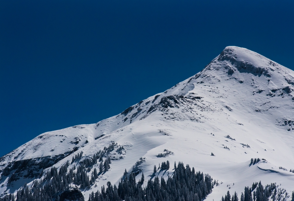 árbol montaña nieve invierno