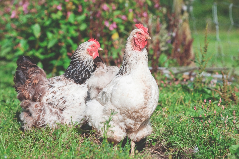 Grama pássaro fazenda bico