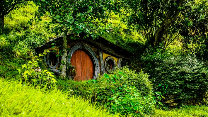 木 自然 森 植物 写真