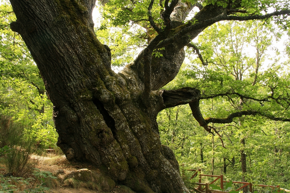 Tree nature forest branch