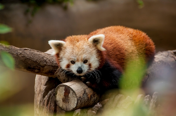 木 動物 野生動物 毛皮 写真