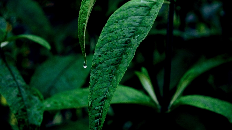 Nature plant leaf flower