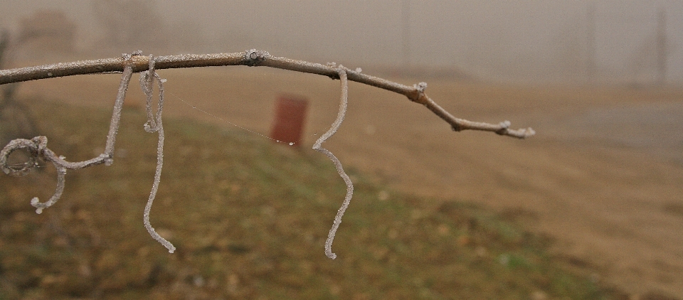 Agua naturaleza rama hoja