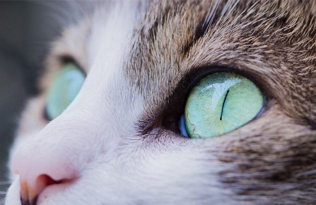 草 白 動物 毛皮 写真