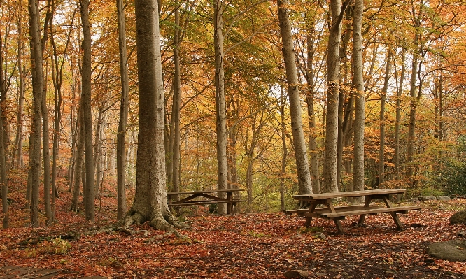 Tree nature forest wilderness Photo