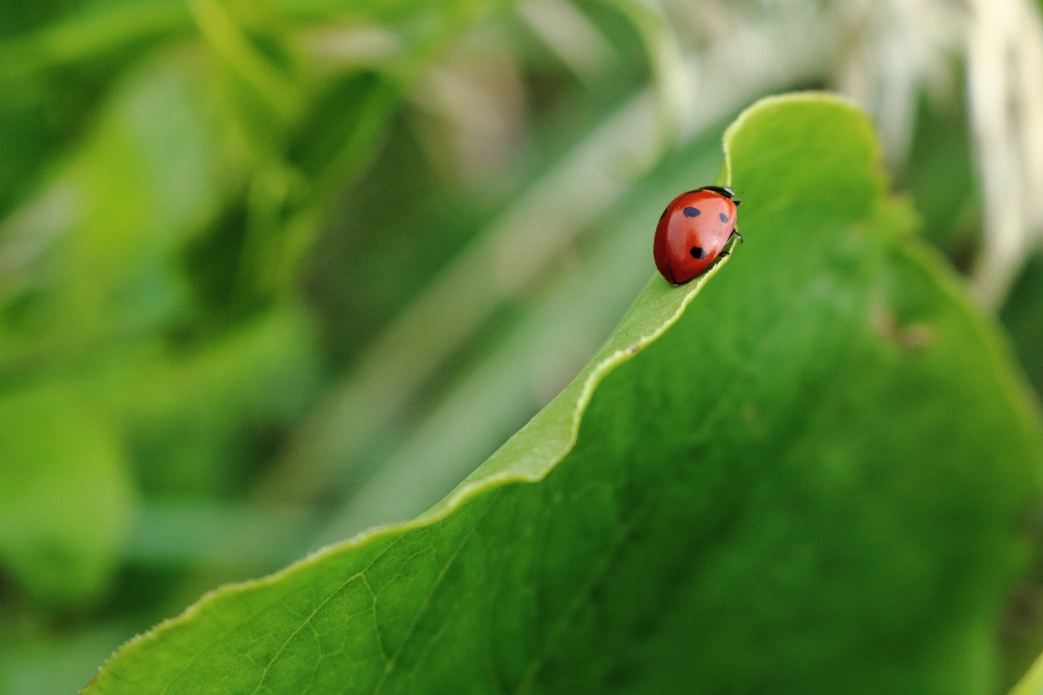 Nature herbe la photographie feuille