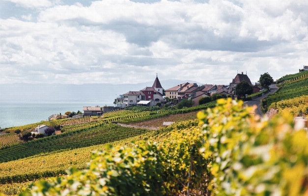 Anlage weinberge feld bauernhof Foto