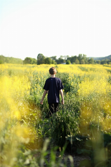 Grass plant field meadow