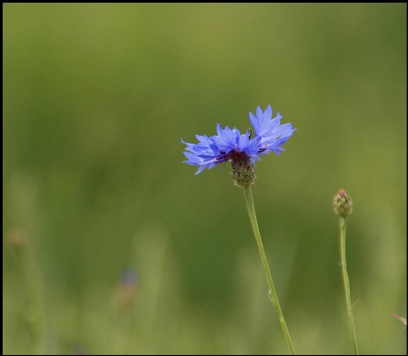 Anlage wiese
 prärie
 blume Foto