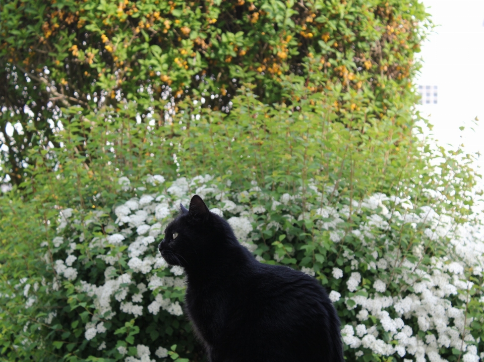 árbol flor gato mamífero