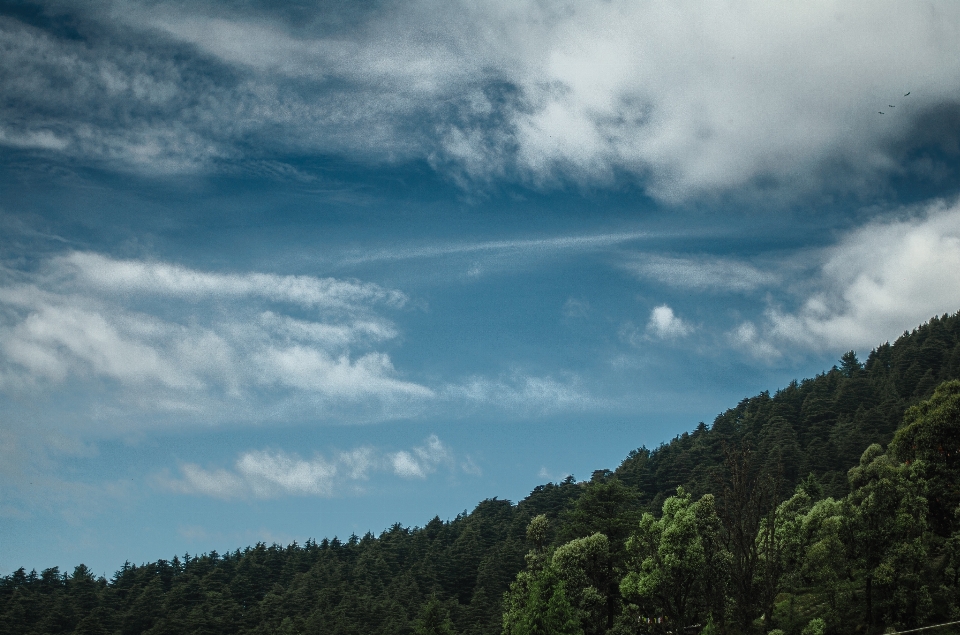 Paesaggio albero natura foresta