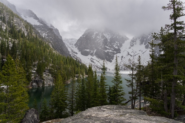 Tree forest wilderness walking Photo