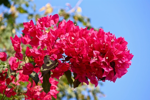 Branch blossom plant flower Photo