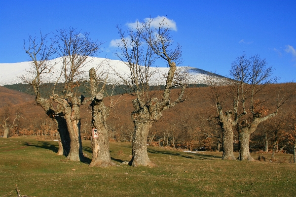 風景 木 荒野
 植物 写真