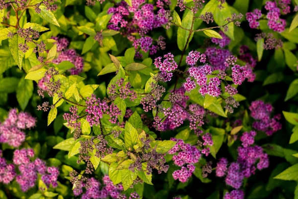 Branch blossom plant leaf Photo