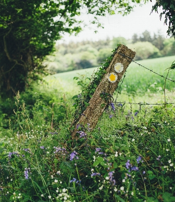 Tree grass branch fence Photo