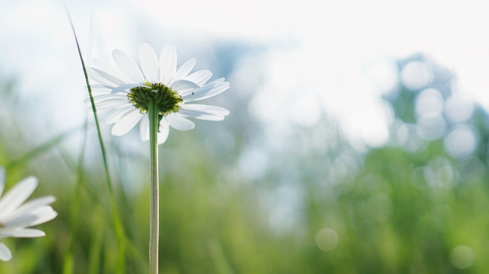 Blume himmel natur grün Foto