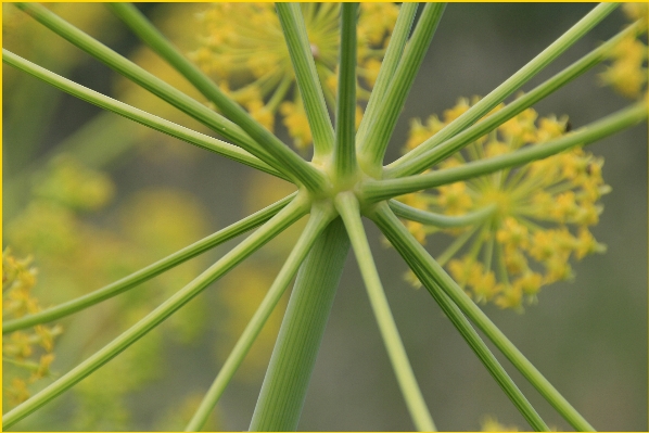 Tree plant prairie leaf Photo