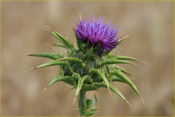 Anlage feld prärie
 blume Foto