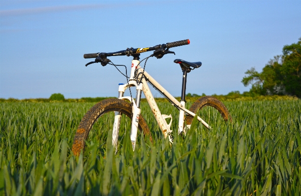 Grass plant field farm Photo