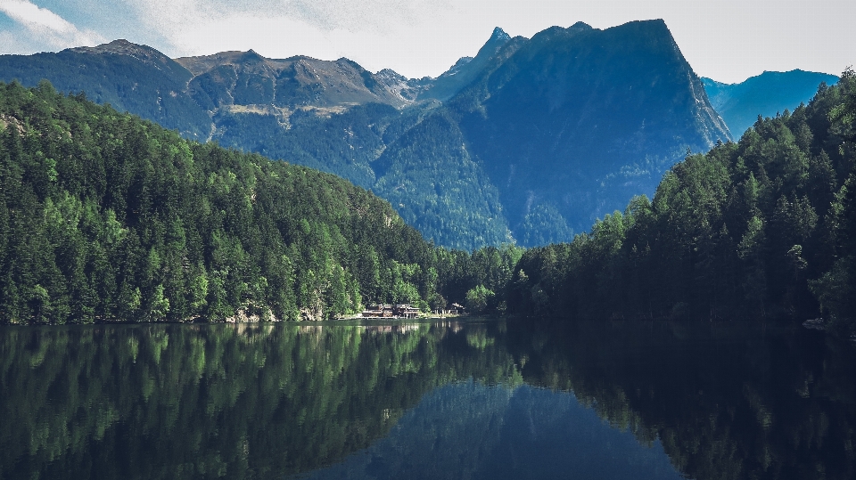 Paesaggio albero natura foresta