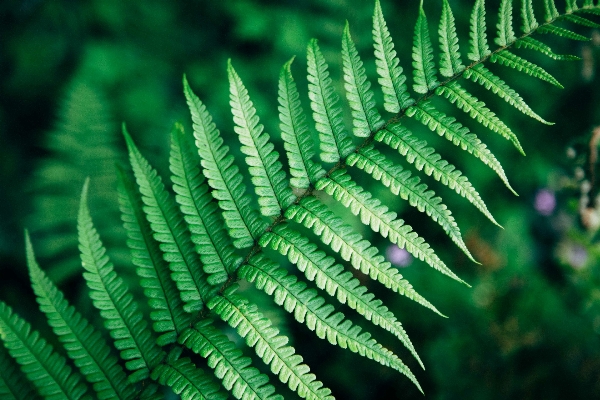 Branch plant leaf flower Photo